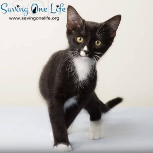 Meet your Posher, Adrienne - Picture 7 of 16